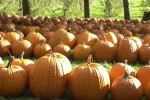 Naumans_Pumpkin_Farm_261